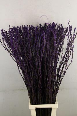 Salix Snowflake 120cm D.lilac