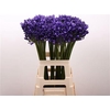Agap Eyfori Blue