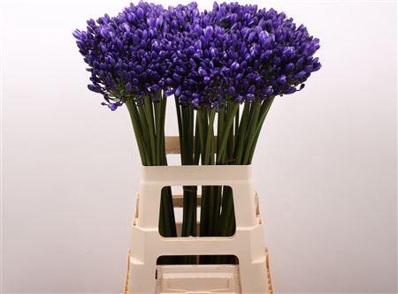<h4>Agap Eyfori Blue</h4>