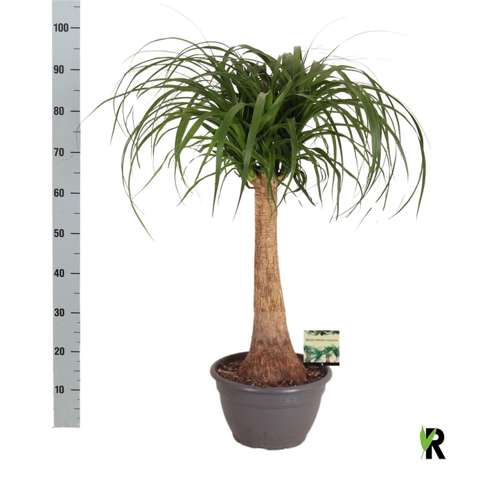 <h4>BEAUCARNEA RECUR</h4>