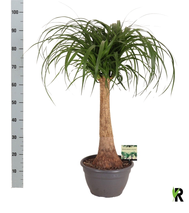BEAUCARNEA RECUR