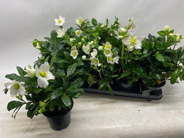 <h4>HELL NI HAPPY DAY</h4>