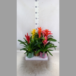 Bromelia   ...mix