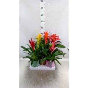 Bromelia   ...mix
