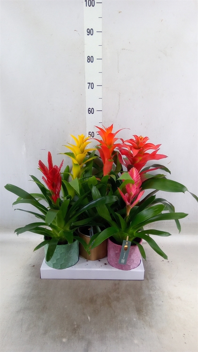 <h4>Bromelia   ...mix</h4>
