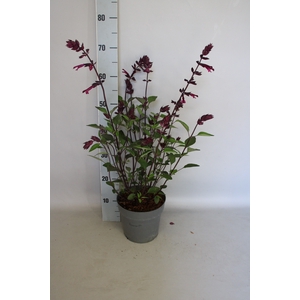 vaste planten 19 cm  Salvia Love and Wishes