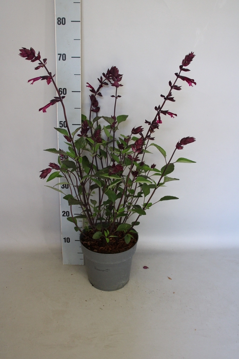 <h4>vaste planten 19 cm  Salvia Love and Wishes</h4>