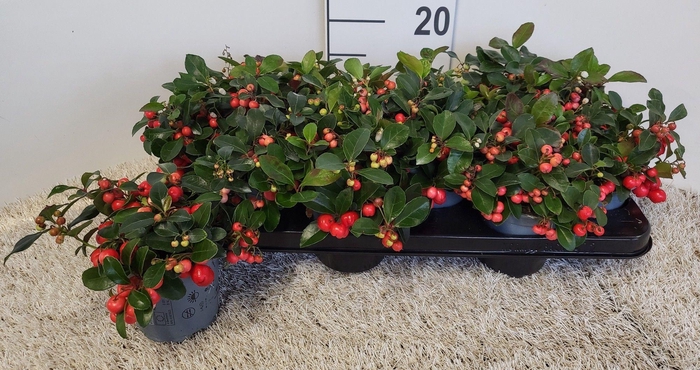 <h4>Gaulth Pr Big Berry</h4>