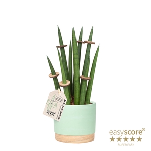 SANSEVIERIA CYLINDRICA P12