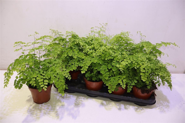 <h4>arr8 Adian Rad Fragrans</h4>