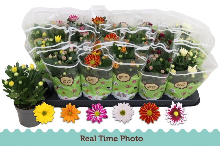 <h4>CHRYS GEM 6 KL</h4>