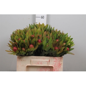 Leucad Ayoba Sky Ex Nut