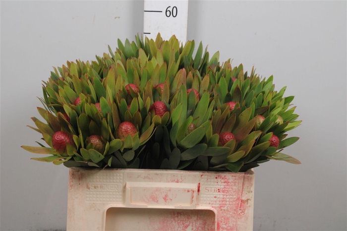 <h4>Leucad Ayoba Sky Ex Nut</h4>