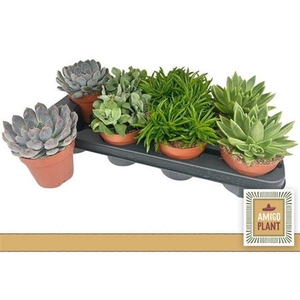 Succulenten gemengd 4 soorten
