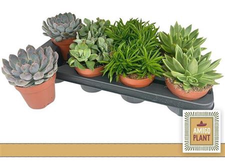 <h4>Succulenten gemengd 4 soorten</h4>