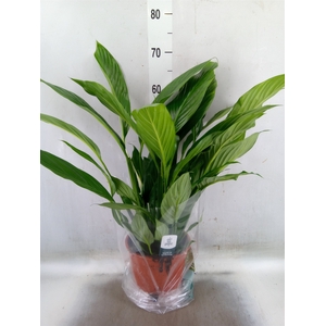 Spathiphyllum  'Sweet Lauretta'