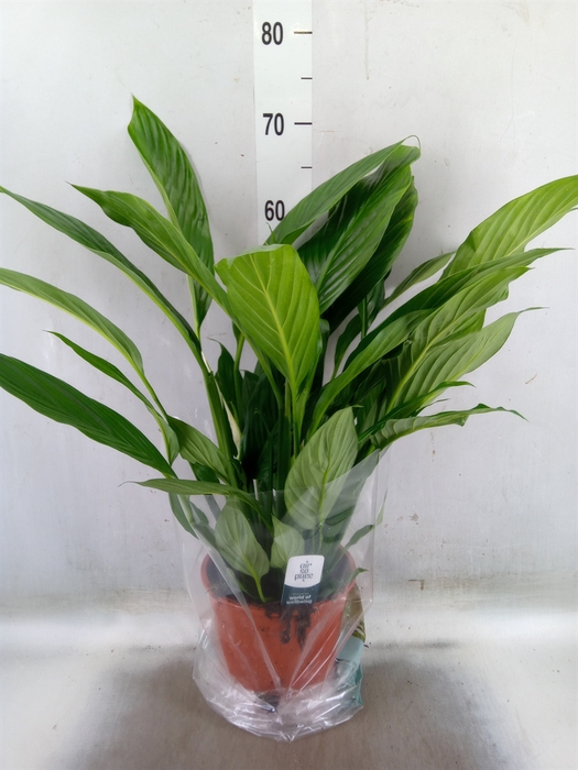 <h4>Spathiphyllum  'Sweet Lauretta'</h4>