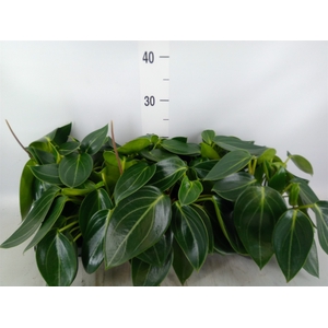 Peperomia