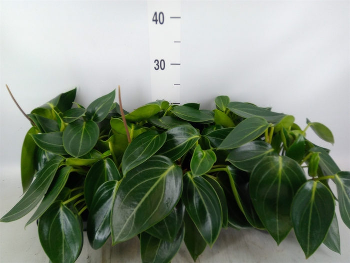 <h4>Peperomia</h4>
