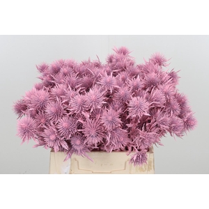 Eryn Supernova Kl Bh Licht Roze