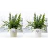 Nephrolepis Green Lady in P&PURE Juliette cer. ass.2