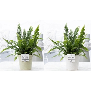 Nephrolepis Green Lady in P&PURE Juliette cer. ass.2