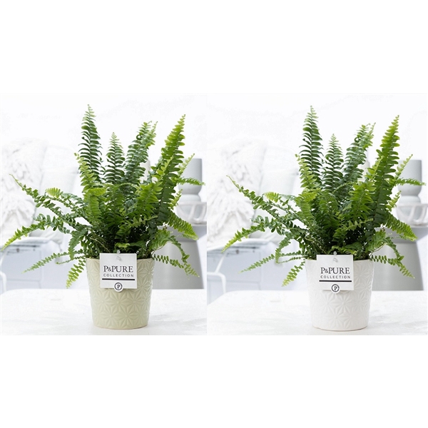 <h4>Nephrolepis Green Lady in P&PURE Juliette cer. ass.2</h4>