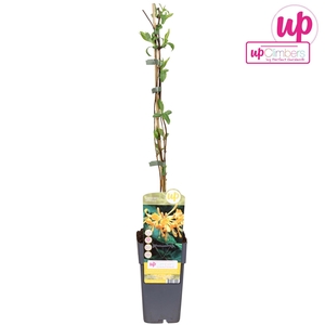 Lonicera tellmanniana