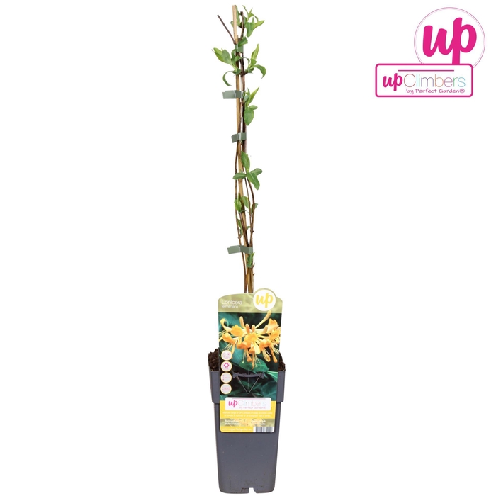 <h4>Lonicera tellmanniana</h4>