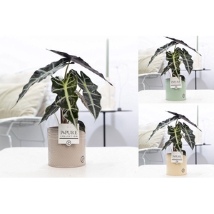 Alocasia Polly Zink Louise