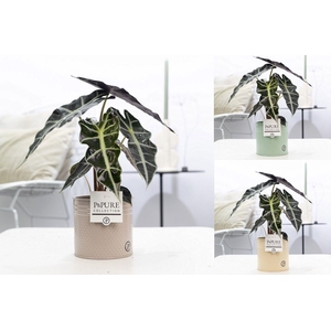 Alocasia Polly in P&PURE zinc pot Louise 4 mix