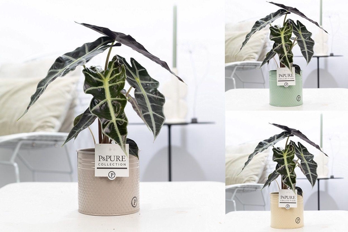 <h4>Alocasia Polly Zink Louise</h4>