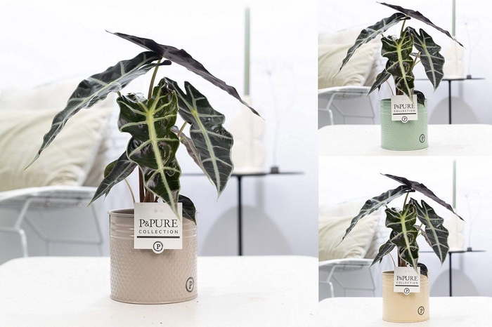 <h4>Alocasia Polly in P&PURE zinc pot Louise 4 mix</h4>