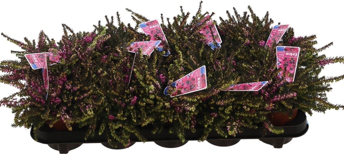 <h4>Erica X Darleyensis Rot</h4>