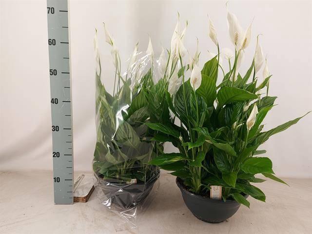 <h4>SPATH CHOPIN</h4>