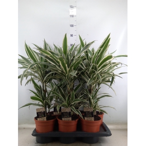 Dracaena fr de 'White Stripe'
