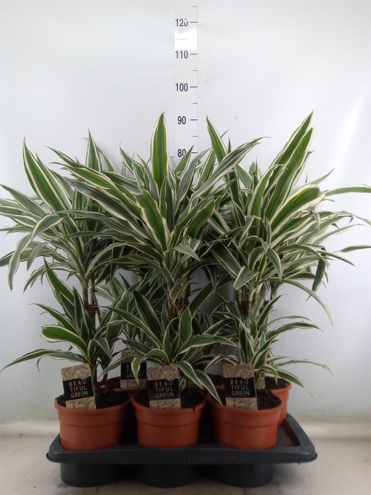 <h4>Dracaena fr de 'White Stripe'</h4>