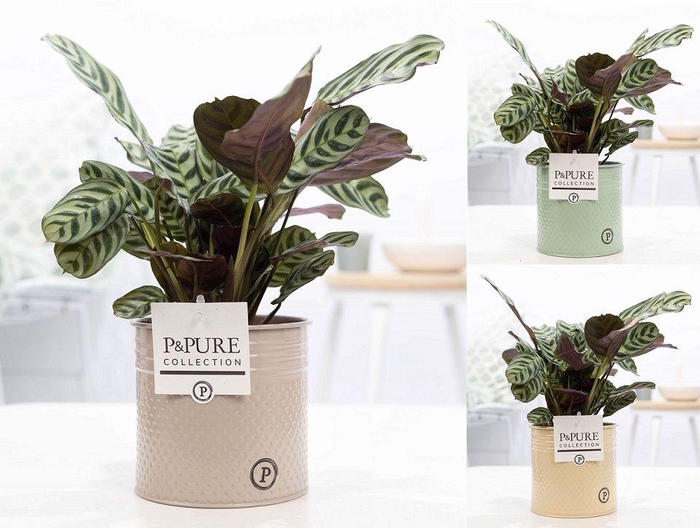 <h4>Ctenanthe Burle Marxii in P&PURE zinc pot Louise 4 assorti</h4>