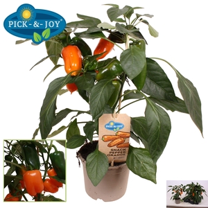 PAPRIKA PLANTEN
