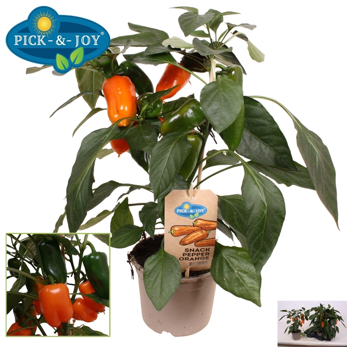 <h4>PAPRIKA PLANTEN</h4>