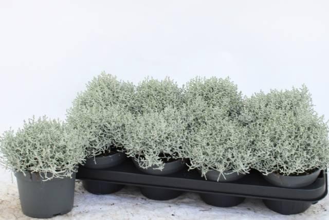 <h4>LEUCOPH BROWNII</h4>