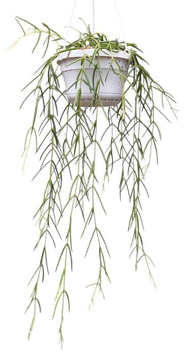 <h4>Hoya Linearis</h4>