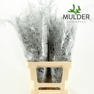 Asp Klb H% Extra Veren White