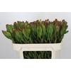 Leucadendron Laurel Yellow