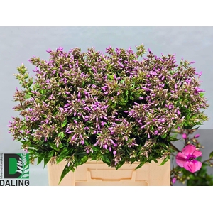 PHLOX P PINK EYES