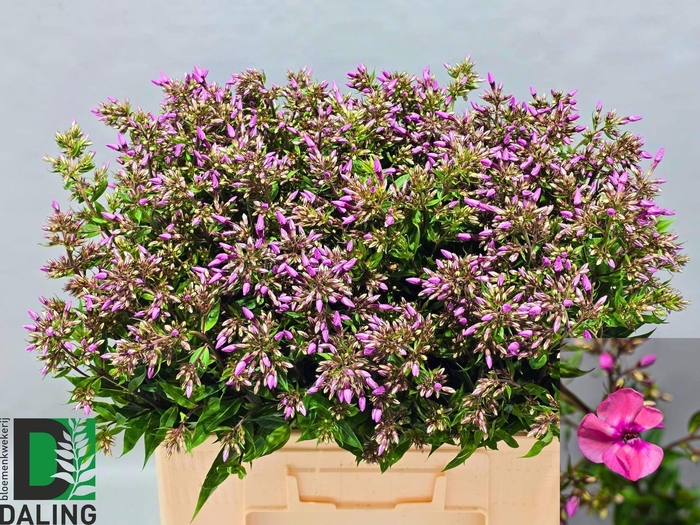 <h4>PHLOX P PINK EYES</h4>