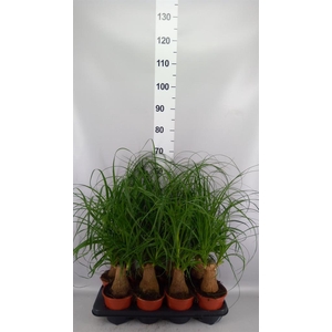 Beaucarnea recurvata