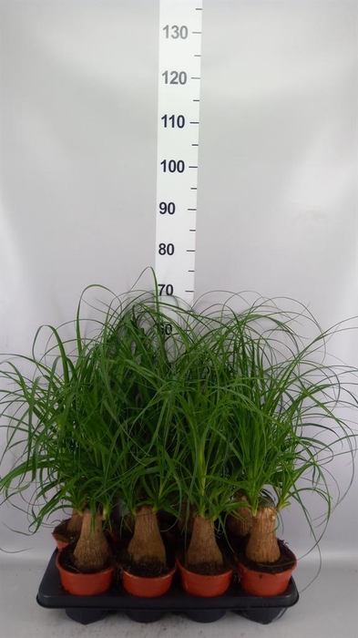 <h4>Beaucarnea recurvata</h4>