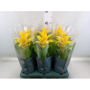 Guzmania  'Diana'