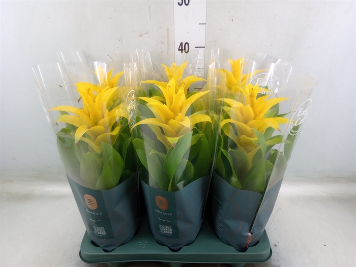 <h4>Guzmania  'Diana'</h4>